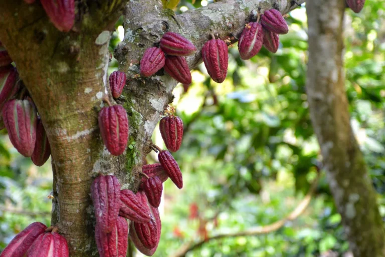 Harmattan Wind Risk → $7,000 Cocoa Rally