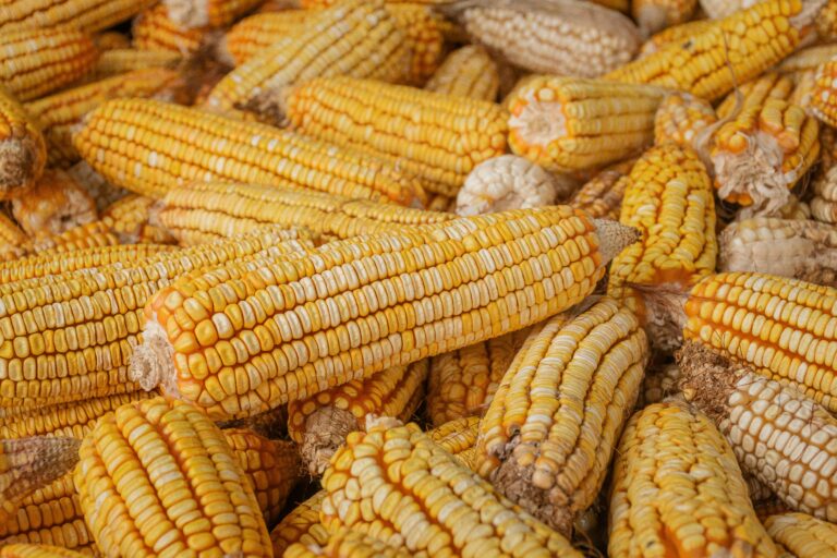 Dry Spell Forecast → Corn Price Spike