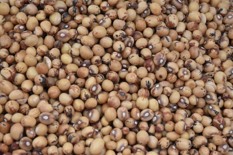 Early La Niña Warning → Soymeal Price Surge