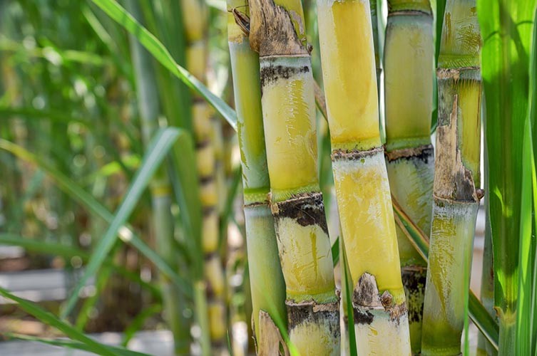 Drought Alert Issued Early → Market Reacts Months Later