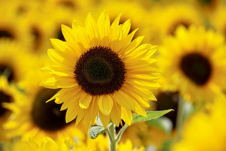 Summer Drought Flagged Early → Yield Cut 15%